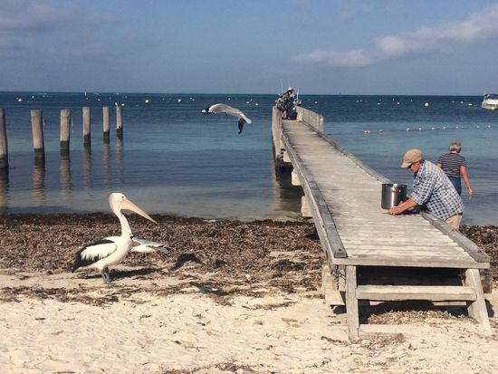 Das war ein Pelikan auf Rottnest Island.