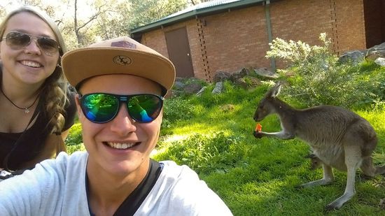 Die ersten Känguruhs!!!
Süß, die fressen Möhren. Und wenn man genauer hinsieht, sieht man auch das kleine Baby was aus dem Beutel schaut 
Leider liegen ganz viele von den Kängurus tot auf der Straße 