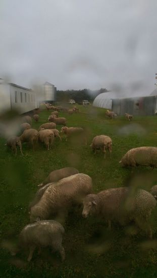 Määääääääääääh!!! Wie gesagt: Nur Schafe hier 