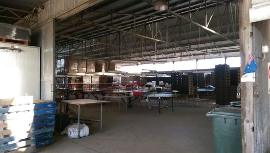 Der Shed wo wir die Erdbeeren verpacken. Wie in einer Fabrik am Laufband und Waage.