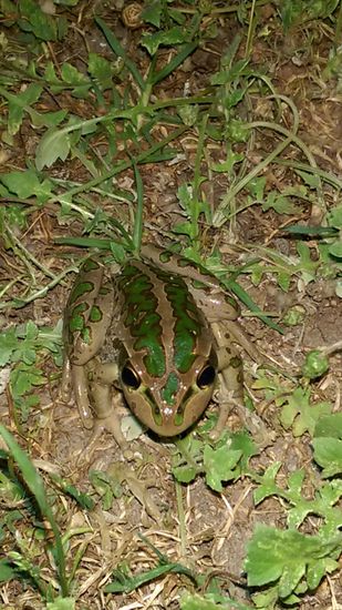 Der australische Frosch 