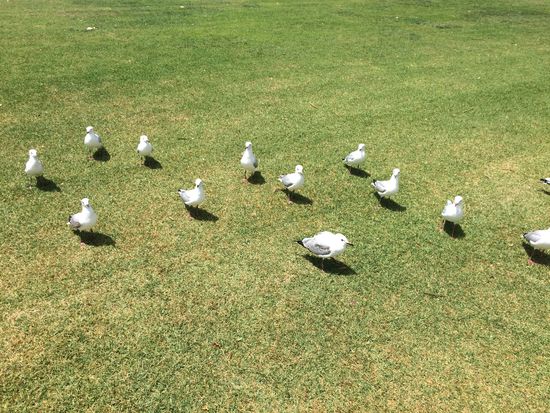 "Meins!!!" - Port Lincoln