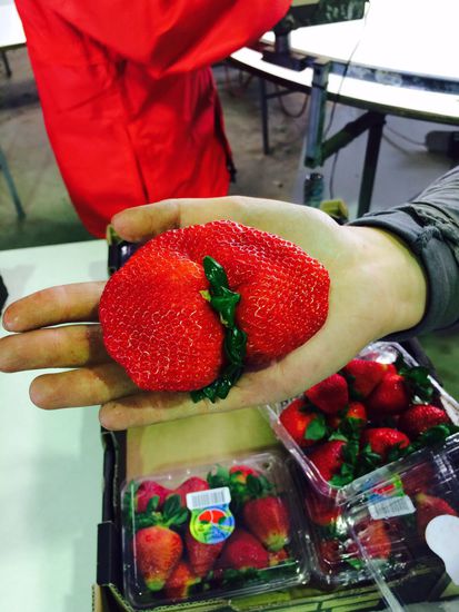 Leider haben die ganz großen Erdbeeren kein Geschmack 