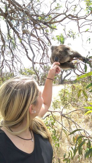 Portlincoln - Nationalpark
Koalas sind soooo süß!!!