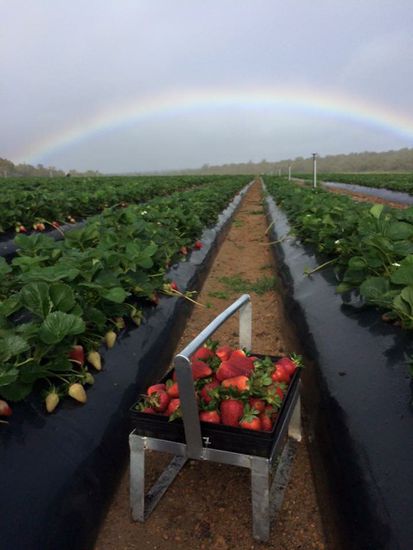 Erdbeerfarm Picking 
Das war ein "Tray". Wir wurden per Tray bezahlt. Wie wenig das war sage ich lieber nicht!!!