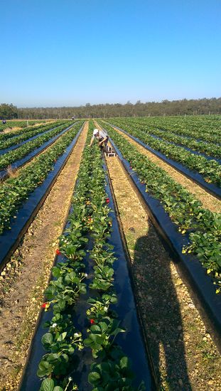 Erdbeerfarm Picking 
Ich (Anna) am arbeiten, he he 