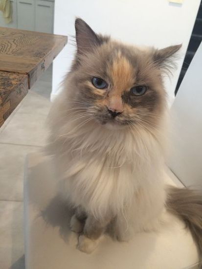 Housesitting in Point Cook - Unser Ziehkind Moet 