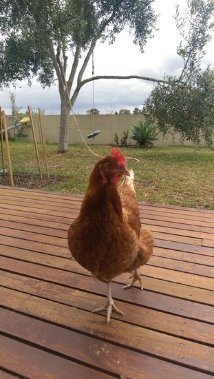 Housesitting in Point Cook - 2 Hühner hatten wir auch noch! War super, jeden Tag 2 frische Eier.