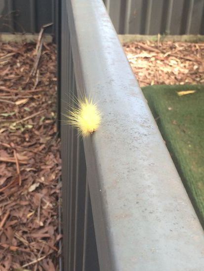 Port Macquarie - Gelber Bär im "Koala Hospital"