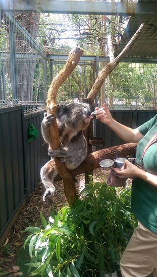 Port Macquarie - "Koala Hospital"