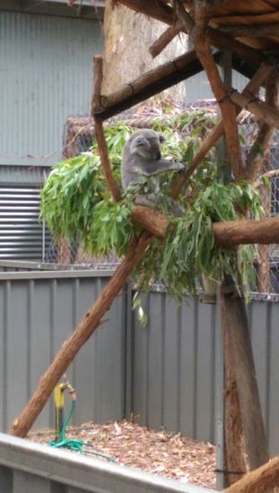Port Macquarie - "Koala Hospital"