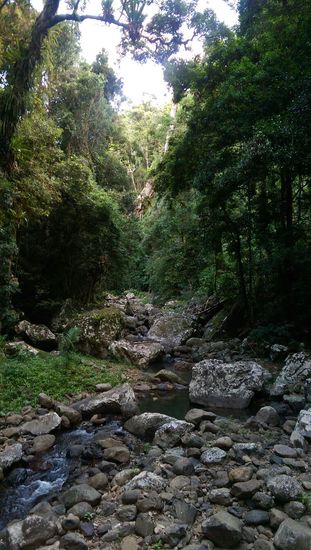 Springbrook Nationalpark