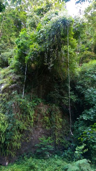 Springbrook Nationalpark