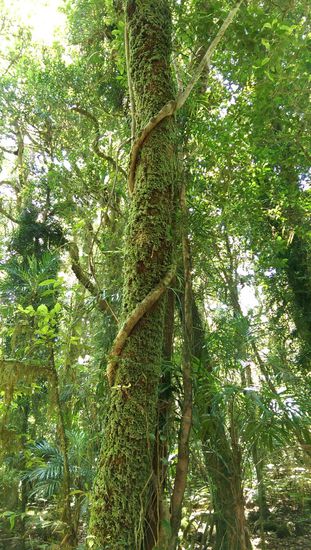 Springbrook Nationalpark