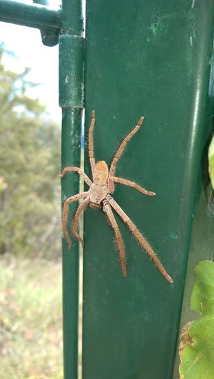 Springbrook Nationalpark - Wuahaha!!!