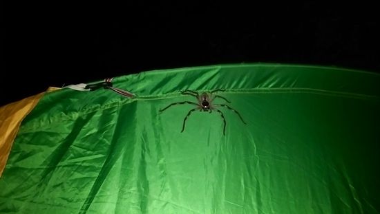 Springbrook Nationalpark - Lieblingsschlafplatz mit "Huntsman"