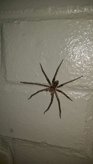 Springbrook Nationalpark - Lieblingsschlafplatz mit Spinne im Toilettenhäuschen