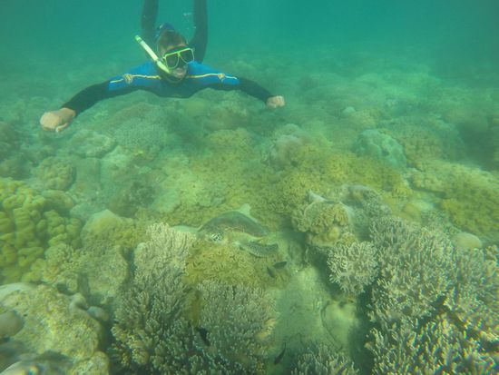 Whitsunday Islands Tour - Mackerel Bay - Seht ihr die Schildkröte?