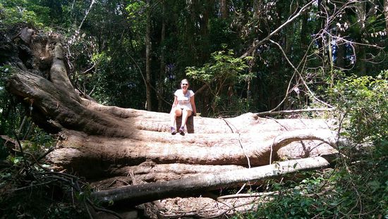 Springbrook Nationalpark