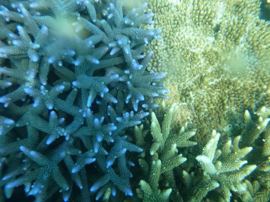 Whitsunday Islands Tour - Mackerel Bay