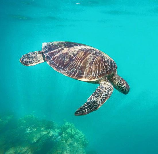 Whitsunday Islands Tour
