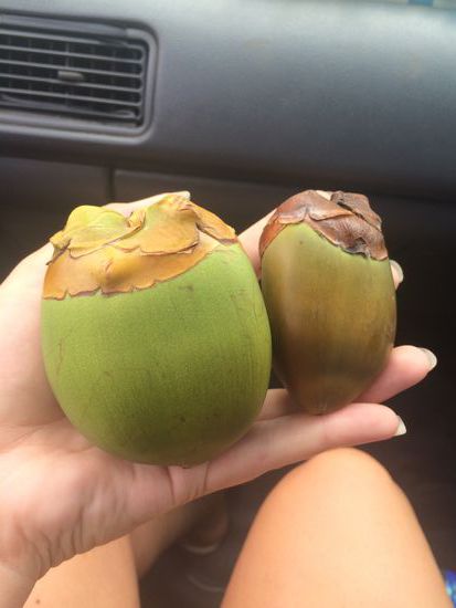 Tannum Sands - Das sind Babykokosnüsse!