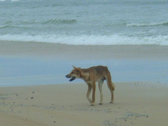 Fraser Island Tour - Dingo