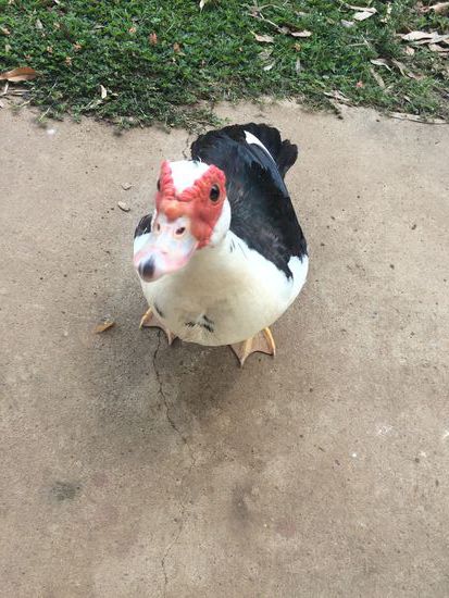 Schlafplatz bei Noosa - Die war so süß!!!