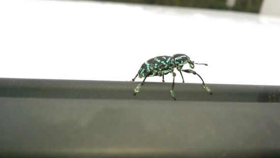 Der kleine Mann sieht auch toll aus oder? 