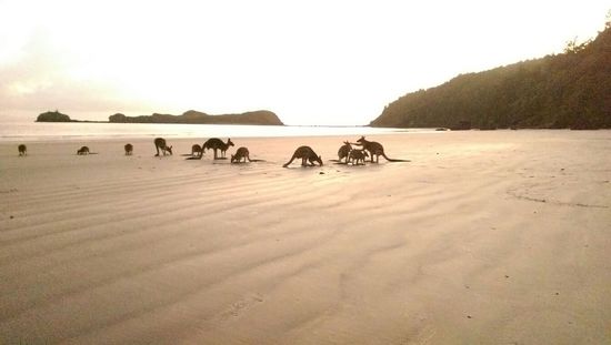 Cape Hillsborough Nationalpark - Das frühe Aufstehen (nämlich um 4:00 Uhr) hat sich definitiv gelohnt! Der Sonnenaufgang war fantastisch!