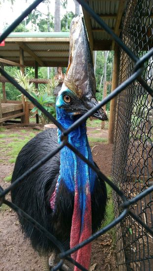 Sankctuary Wildlife Park - ein Kasuare!