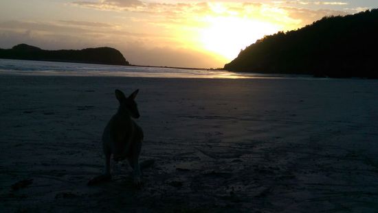 Cape Hillsborough Nationalpark