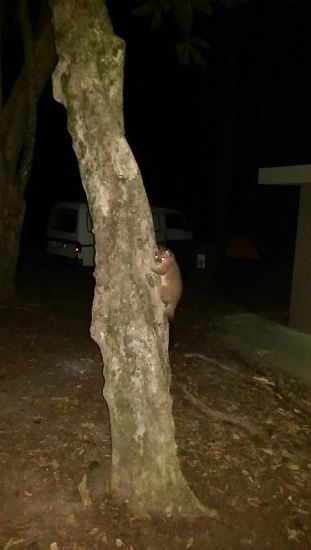 Springbrook Nationalpark - Lieblingsschlafplatz mit Possum