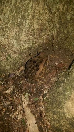 Springbrook Nationalpark - Lieblingsschlafplatz mit Kröte!  (gut getarnter Kröte)