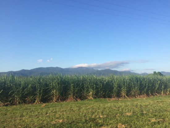 Auf dem Weg nach Mission Beach - Zuckerrohrplantage