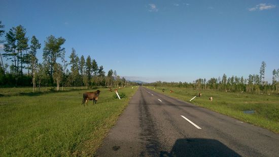 Auf dem Weg zu den Wallaman Falls  So viele freilaufende Kühe!