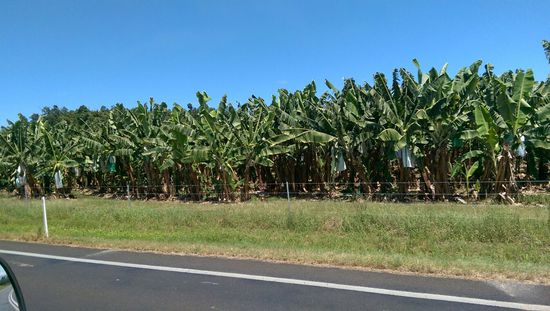 Auf dem Weg nach Mission Beach - Bananenplantage 