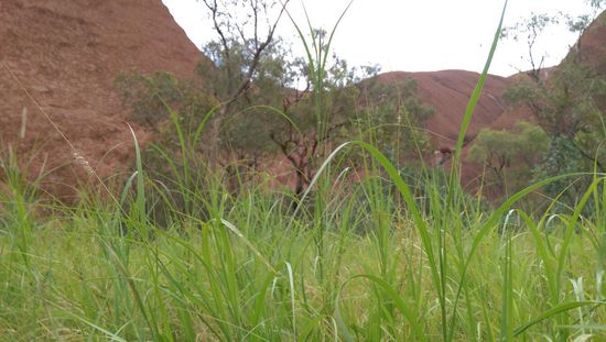 Outback - Uluru- Katatjuta-Nationalpark