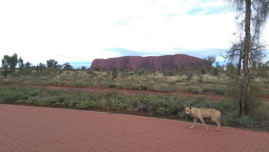 Outback - Uluru- Katatjuta-Nationalpark - Dingo