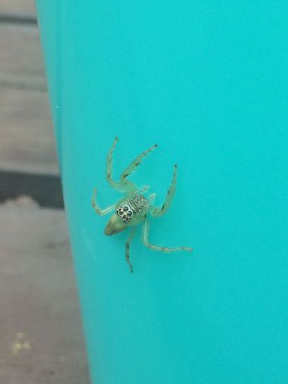 Darwin - Grasspinne - Die hat einen richtig abgeschaut