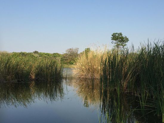 Blick auf den See vor dem Haus. Im hellen Schilf: Nester der Webervögel