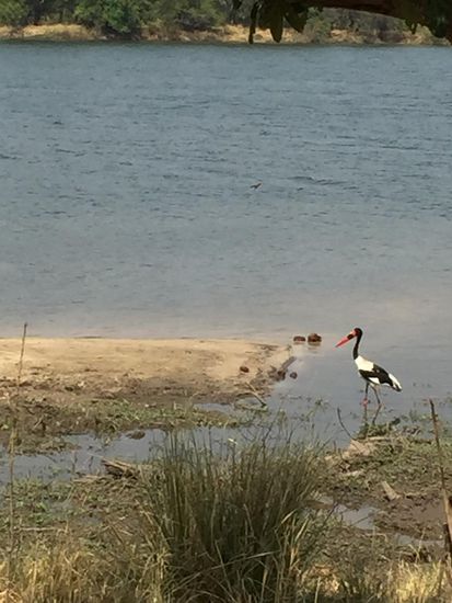 Sattelstorch am Zambesi