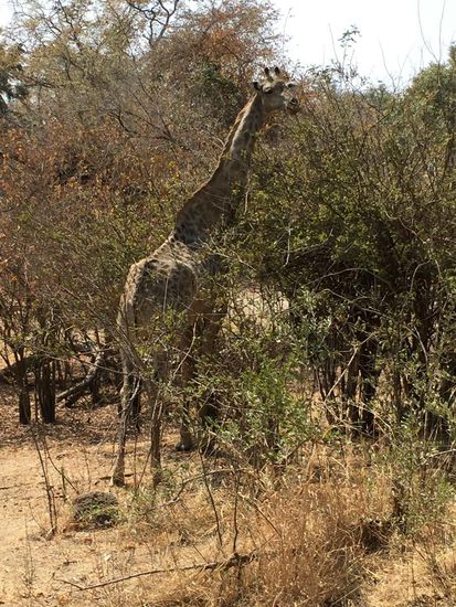 Giraffe im MOT Game Park in der Nähe der Viktoriafälle