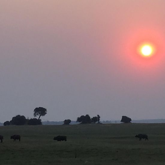 Nachtsafari am Itezhi-Tezhi Dam, Büffel
