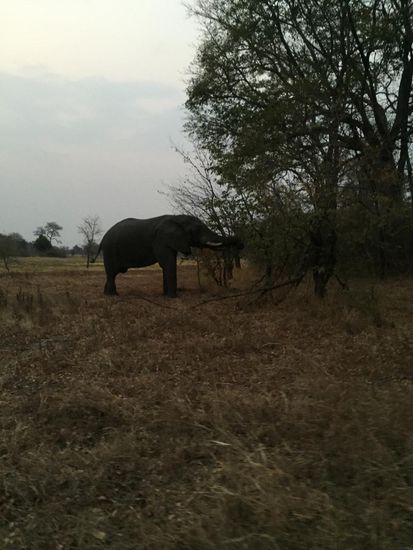 Da steht er plötzlich, der Elefant.