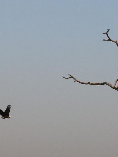 Gerade noch erwischt: Zambias Nationalvogel, der Fischadler