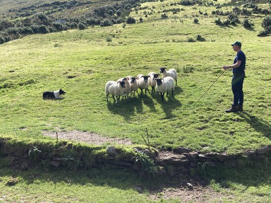 Hütehund Claire zeigt ihr Können