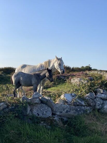Connemara Pferde am Straßenrand