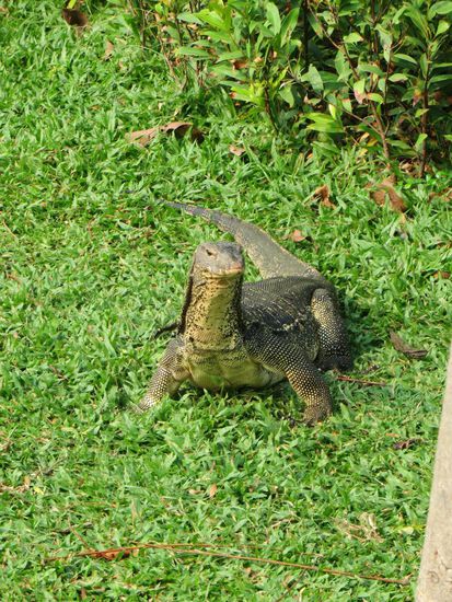 Waran im Lumpinipark