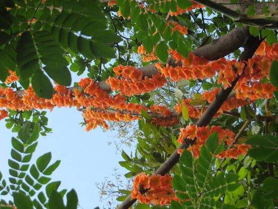 Wunderschöne Blumen